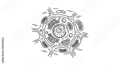 Plant Cell Diagram: Nucleus, Mitochondria, Endoplasmic Reticulum, Golgi Apparatus