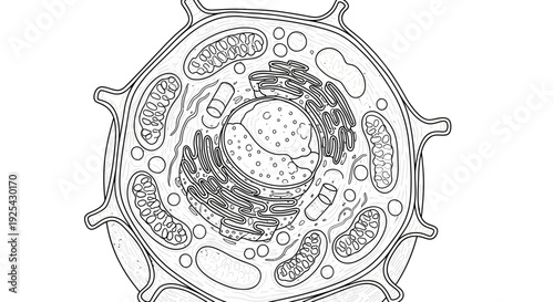 Plant Cell Diagram: Detailed Structure of a Eukaryotic Cell with Organelles