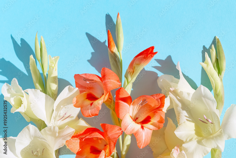 custom made wallpaper toronto digitalBeautiful floral composition made of colorful gladiolus flowers bouquet on blue pastel background with shadow. A natural aeshtetic.