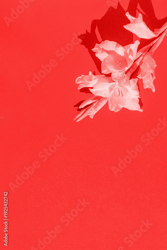 Wallpaper Mural Minimal style floral composition made of white gladiolus flower bunch on sunlit background with shadow. A natural aeshtetic. Toned effect Torontodigital.ca