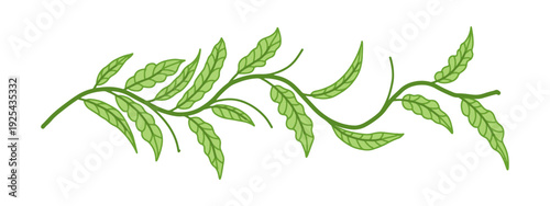 Green leafy vine vector border for eco-friendly branding. Hand drawn wavy branch with green leaves doodle isolated