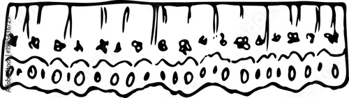 Vector decorative lace sewing with scalloped edges isolated on a white background.