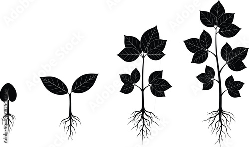 Black plant growth stages silhouettes isolated on white background, seed germination to mature tree development cycle, botanical life progression vector illustration set