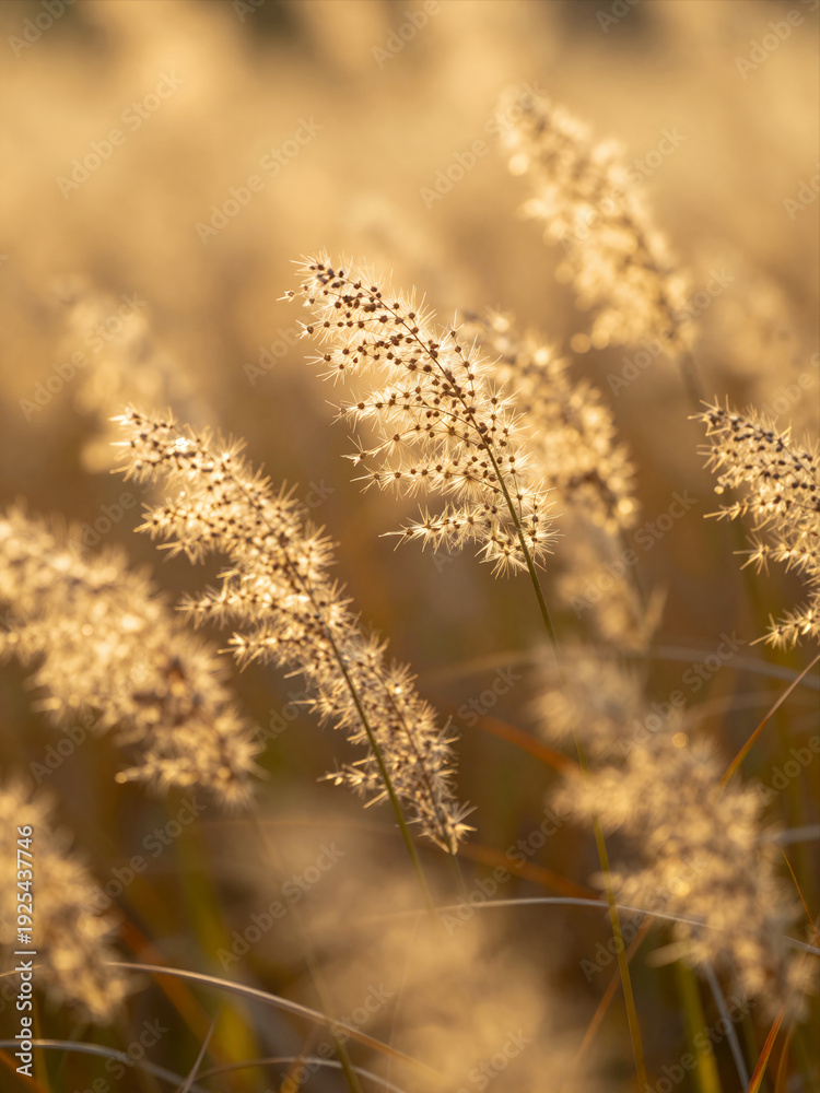 Fototapeta premium Golden Grass In Sunlight With Soft Focus On Seed Heads In A Natural Field Setting
