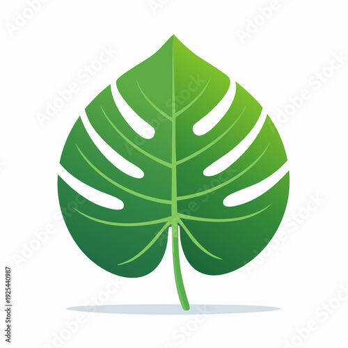 Clean vector graphic of an exotic Monstera leaf, symbolizing fresh nature and a tropical environment