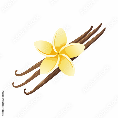 Vanilla beans with flower, food illustration