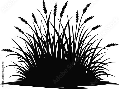 Wild grass and wheat silhouette bush, natural cereal plant isolated on white background botanical vector illustration design