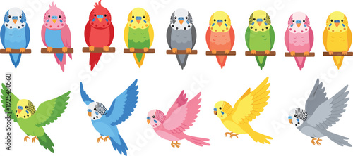 Collection of Colorful Budgerigar and Parakeet Vector Characters in Perched and Flying Poses for Pet Shop Branding, Avian Care Guides, and Decorative Stickers