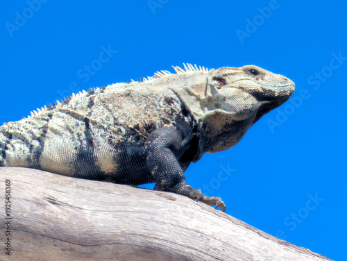 Iguana perched on branch in Holbox