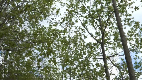 Wallpaper Mural A hand-held walking shot looks upward through tall spring trees with fresh green leaves. Bright overcast sky filters through the light canopy, creating an airy, immersive woodland perspective. Torontodigital.ca