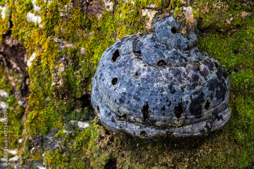 Quadro em tela colorful artistic old decaying polypores on a tree with strings of moss