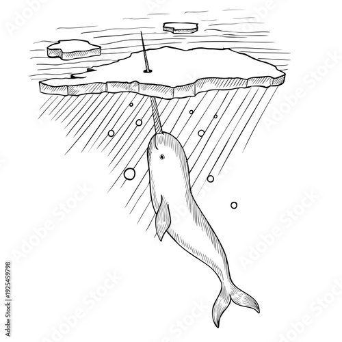 Arctic Narwhal swimming under ice floe vector illustration in engraving style. Hand drawn marine cetacean painted by black inks on isolated background. Linear drawing of sea animal for ocean wildlife.