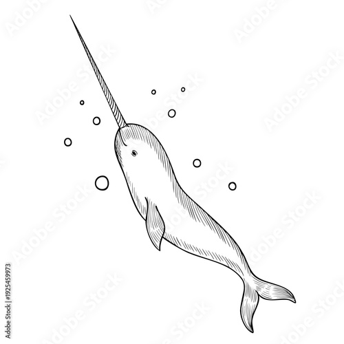 Arctic narwhal with long tusk vector illustration in engraving style. Hand drawn marine cetacean painted by black inks on isolated background. Linear drawing of sea or ocean animal.
