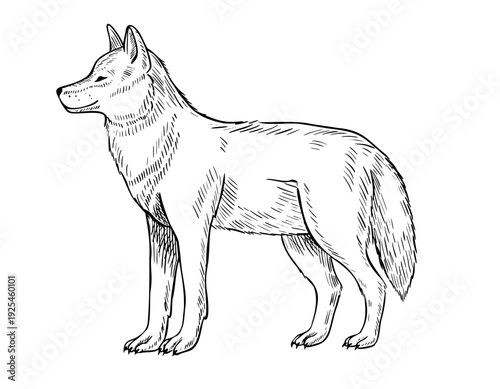 Wolf vector illustration in engraving style. Hand drawn Arctic or forest animal painted by black inks on isolated background. Etching of canine predator for tundra wildlife design. Linear drawing.