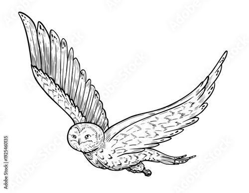 Arctic Owl in flight with spread wings vector illustration. Hand drawn engrave of tundra or forest Bird painted by black inks on isolated background for north fauna art. Drawing of nocturnal predator.