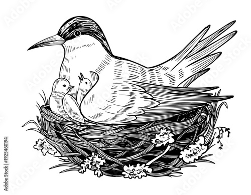 Arctic seabird vector in nest with eggs and chicks, hand drawn engraving style. Etching of tundra tern painted by black inks for north nature themes. Linear illustration on isolated background.