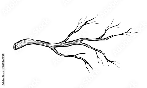 Branch vector illustration in engraving style. Hand drawn twig element isolated for tundra, winter forest and wildlife compositions. Monochrome botanical linear graphic painted by black inks.