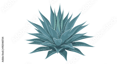 Isolated vector illustration of an agave plant with blue green leaves and spikes