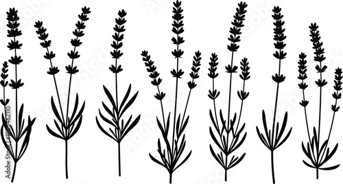 Black lavender flower silhouette set, botanical herb plants, elegant floral elements collection, vector illustration isolated on white background