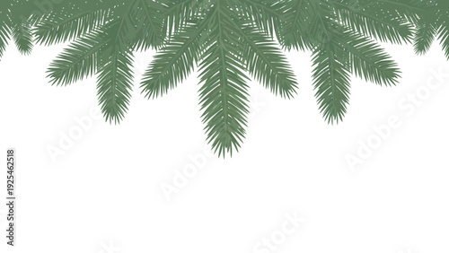 Palm fronds over white background close up.