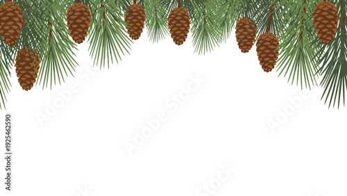 Pine Branches With Cones On Evergreen Tree.