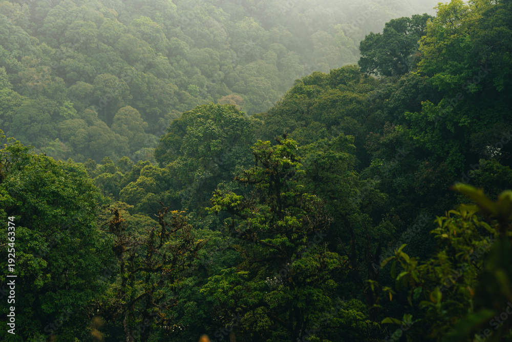 Obraz premium Lush forest green tree dense foliage mountain slope morning mist nature landscape tropical forest natural background foggy valley peaceful scene, tranquil morning atmosphere over dense green