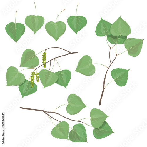 Vector illustration of aspen and poplar leaves with several small branches, isolated on a transparent background
