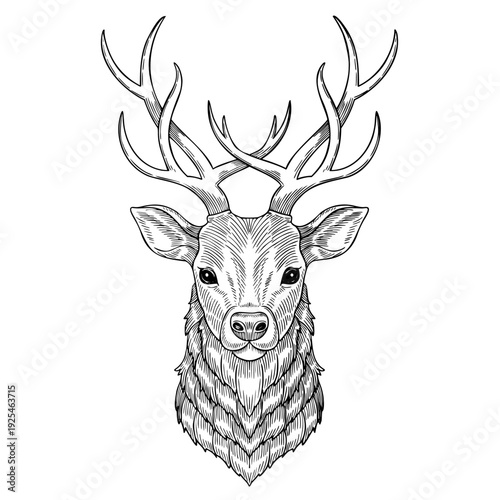 Arctic Reindeer head vector illustration in engraving style. Hand drawn caribou portrait with antlers painted by black inks on isolated background. Linear drawing of Deer for tundra of forest wildlife