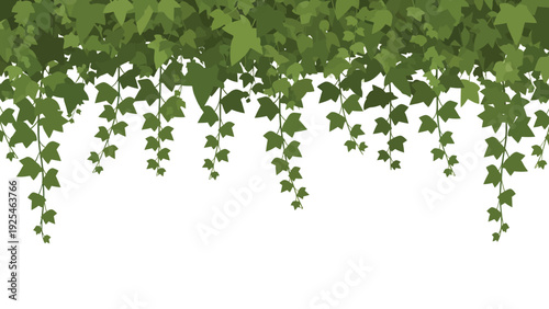 Hanging ivy vines with lush green leaves.