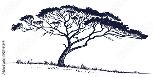 Elegant silhouette of an acacia tree against a minimalist sky background