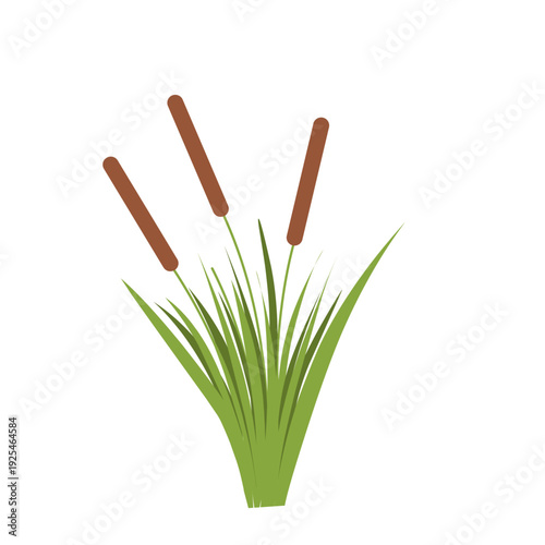Vector cattail plant with green grass. Cattail plant illustration. Flat design of cattail plant with lush grass
