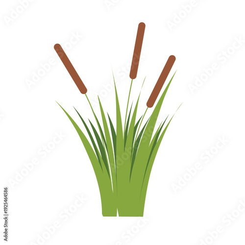 Vector cattail plant with green grass. Cattail plant illustration. Flat design of cattail plant with lush grass