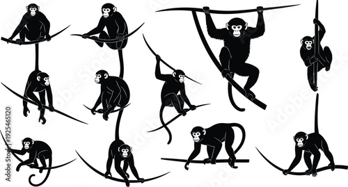 Monkey silhouette collection, primate climbing tree branch vector, chimpanzee action poses set, wildlife animal icons, jungle nature design elements, black white