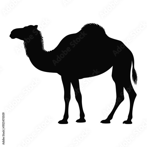 A striking silhouette of a dromedary camel facing towards the left