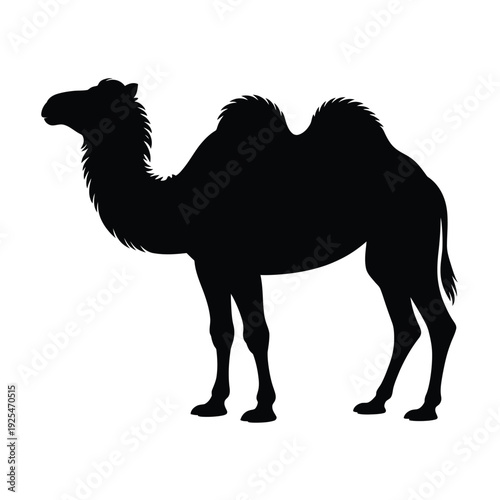 Silhouette of a dromedary camel standing in a simple stark profile