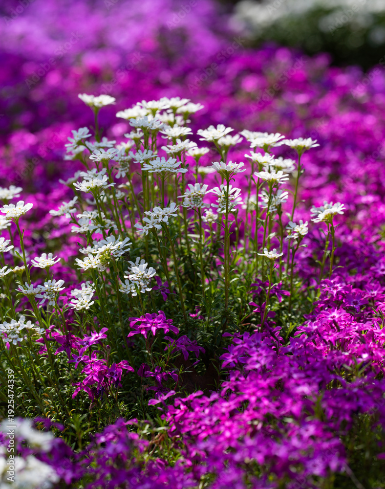 Obraz premium Spring meadow flowers create a soft pattern. Spring close up flowers show fine details. Spring macro flowers highlight natural beauty. Spring fresh blossoms cover the ground completely.