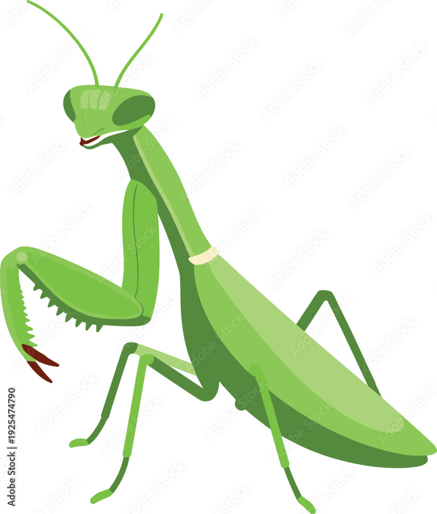 Εκτύπωση καμβά Illustration of a green praying mantis with its forelimbs raised up on a white b
