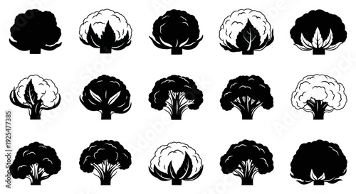 Variety of cauliflower illustrations in black and white on clean background