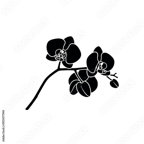 Orchid flower silhouette on white background 1.