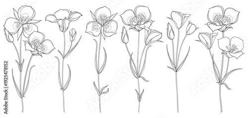 Set with outline Calochortus nuttallii or Sego lily flower, bud and leaves in black isolated on white background.