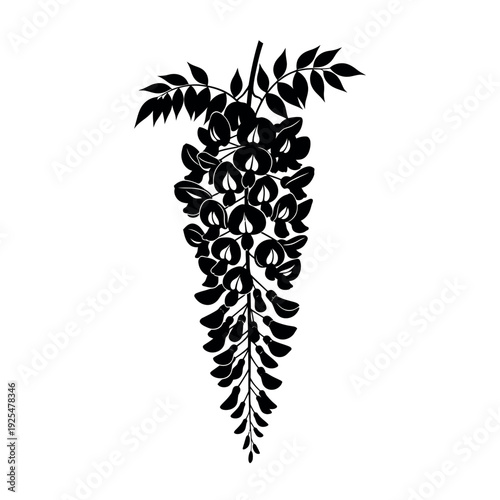 Wisteria Flower Silhouette Botanical Illustration.