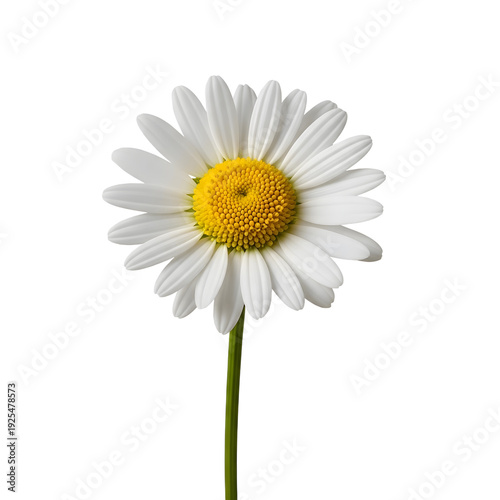 A single white daisy flower on a green stem