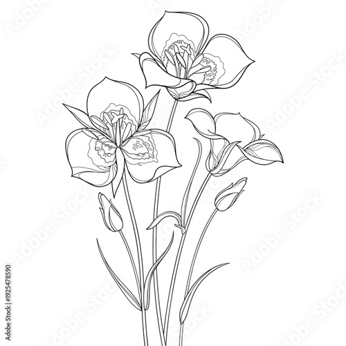 Bouquet with outline Calochortus nuttallii or Sego lily flower, bud and leaves in black isolated on white background.