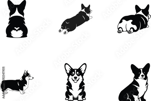 Corgi dog in various poses