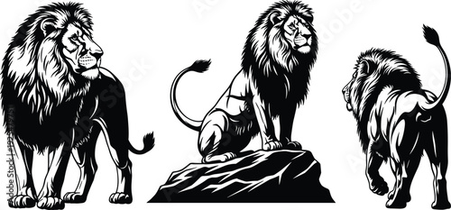Black Lion Silhouette Set Featuring Three Majestic Lions in Standing Regal and Walking Poses Isolated on White Background for Graphic Design