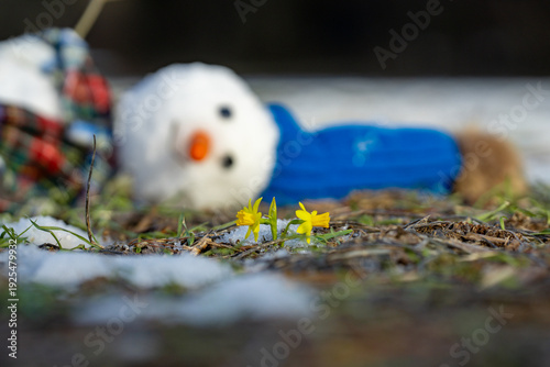 Arrival of spring. The snowman melt, stands in melted snow, ice and spring grass. Snowman braves the thaw period. Snowman is melting in the sun. Thaw, warm winter, early spring background.