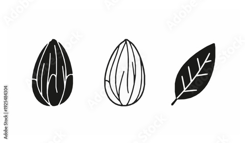 Nut flat vector illustration collection peanut almond cashew