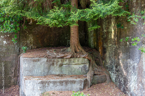 The roots of a pine tree entwined with rocks in an old quarry near Rothbury in Northumberland, England UK