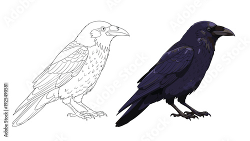 Comparison of a detailed line drawing and a fully colored illustration of a crow or raven provides an artistic study of the bird.