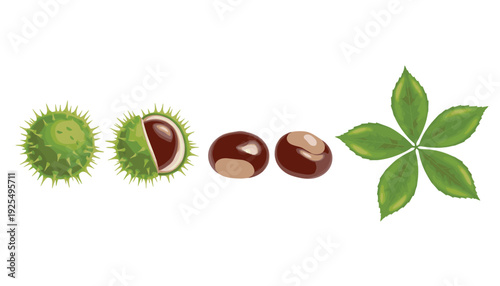 Horse chestnut fruit and leaf vector set with spiky green husks and brown nuts isolated on whiteHorse chestnut fruit and leaf vector set with spiky green husks and brown nuts isolated on white